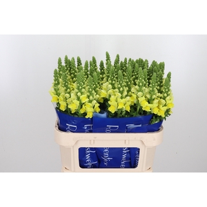 Antirrhinum Po Yellow