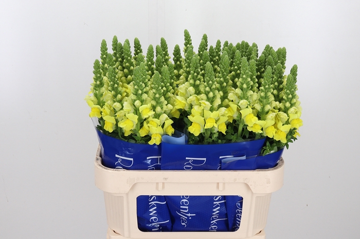 <h4>Antirrhinum Po Yellow</h4>