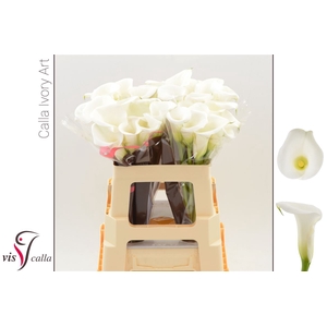 Calla Ivory Art