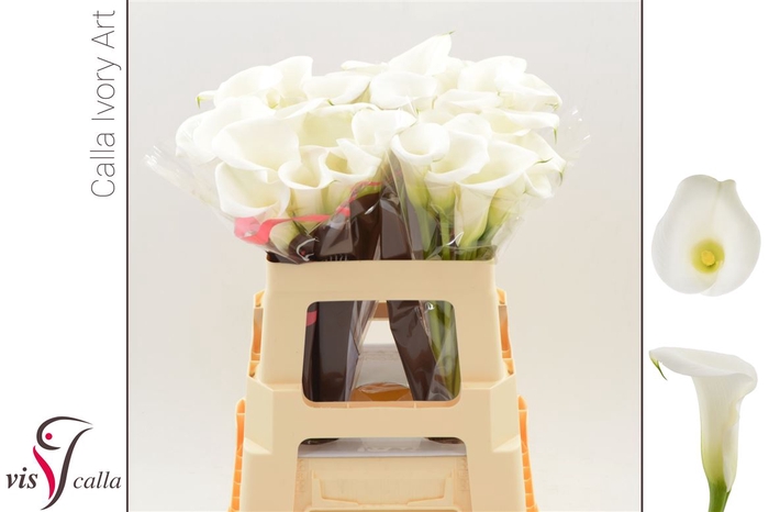 <h4>Calla Ivory Art</h4>
