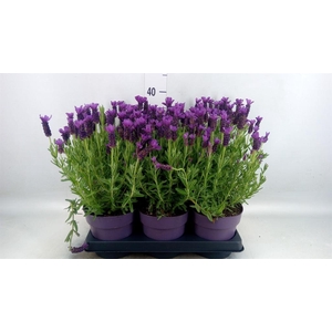 Lavandula stoec. 'Anouk'