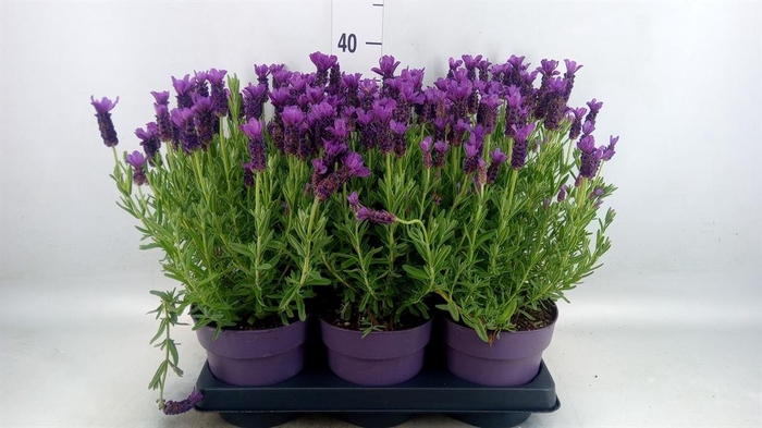 <h4>Lavandula stoec. 'Anouk'</h4>