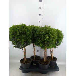 Myrtus communis