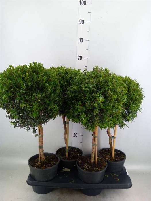 <h4>Myrtus communis</h4>