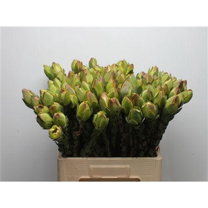 Leucad Discolor Green