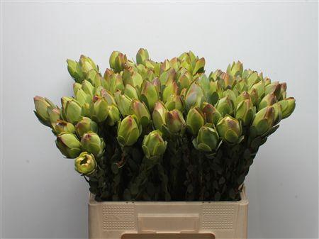 <h4>Leucad Discolor Green</h4>