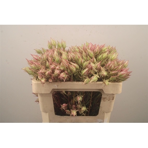 Serruria Bride Pink 9+