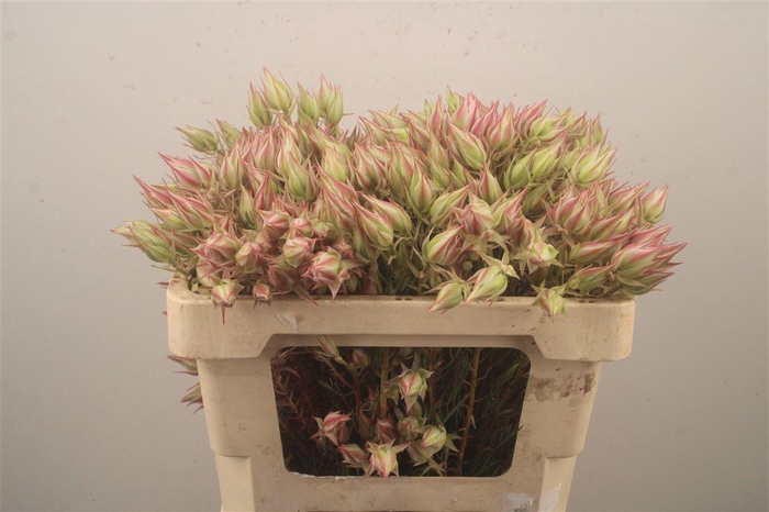 <h4>Serruria Bride Pink 9+</h4>