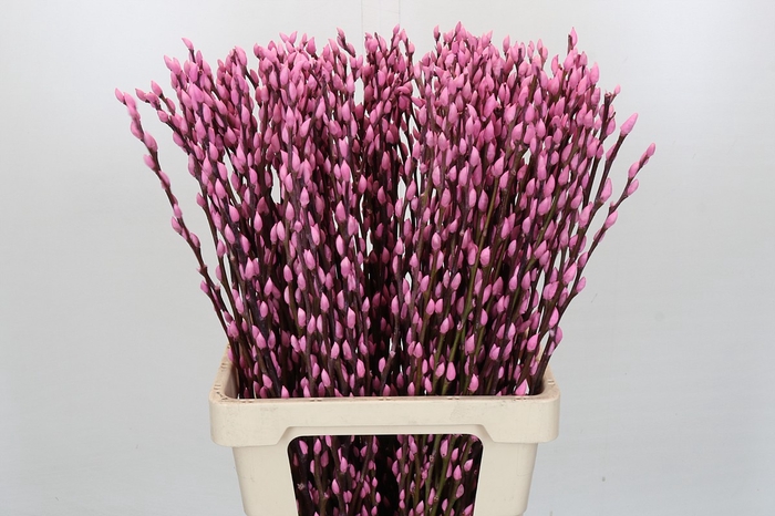 <h4>Salix Caprea Snow Flake P. Pink</h4>