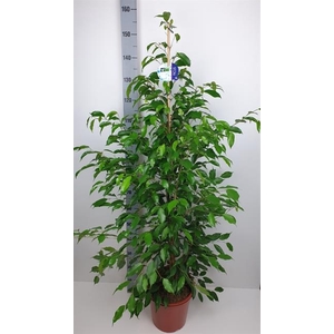 Ficus benjamina Exotica 27Ø 155cm 3pp