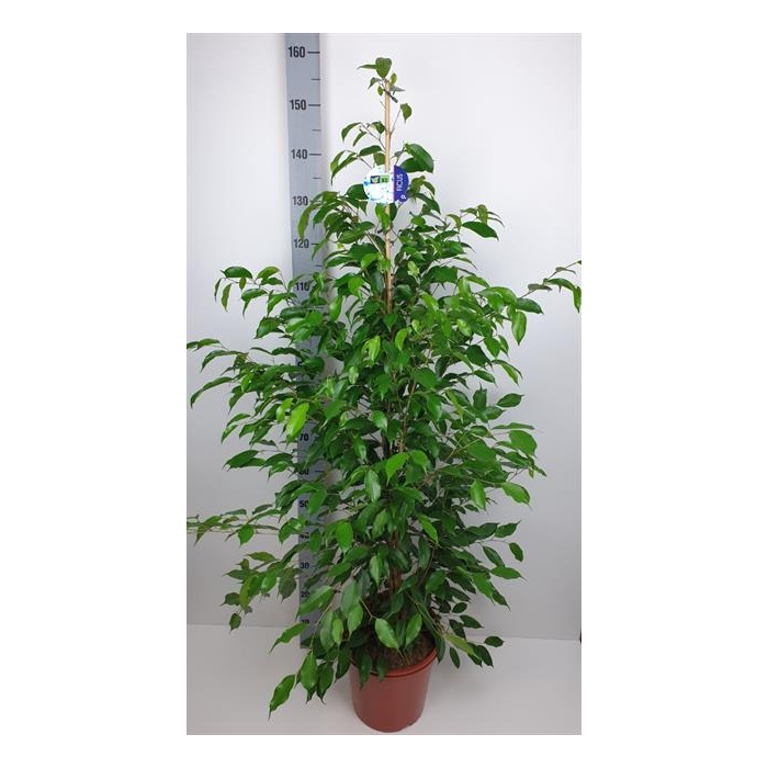 <h4>Ficus benjamina Exotica 27Ø 155cm 3pp</h4>