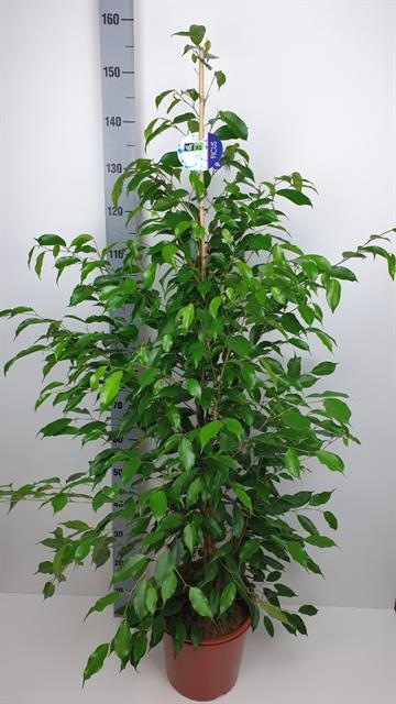 Ficus benjamina Exotica 27Ø 155cm 3pp