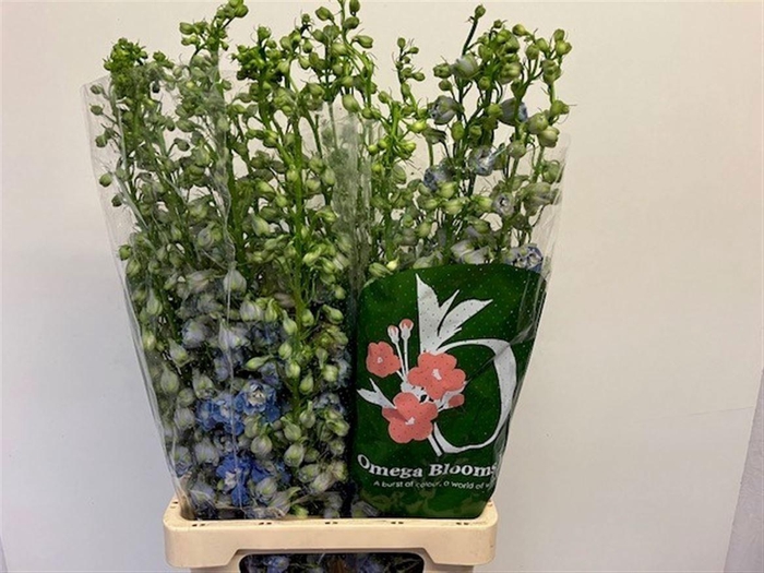 <h4>DELPH EL AURORA LIGHT BLUE</h4>