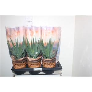 Aloe Arborescens