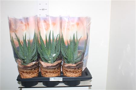 <h4>Aloe Arborescens</h4>