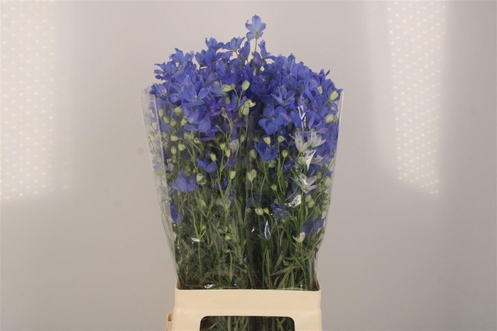 <h4>Delph En Energy Blue</h4>