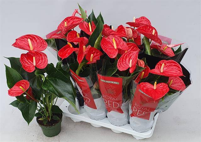 <h4>Anthurium Michigan</h4>