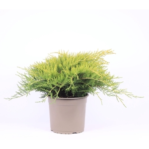 Juniperus x pfitzeriana Old Gold