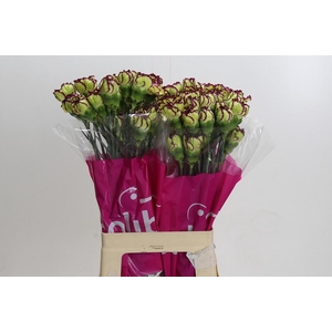 DIANTHUS ST EXTRAVAGANZA*