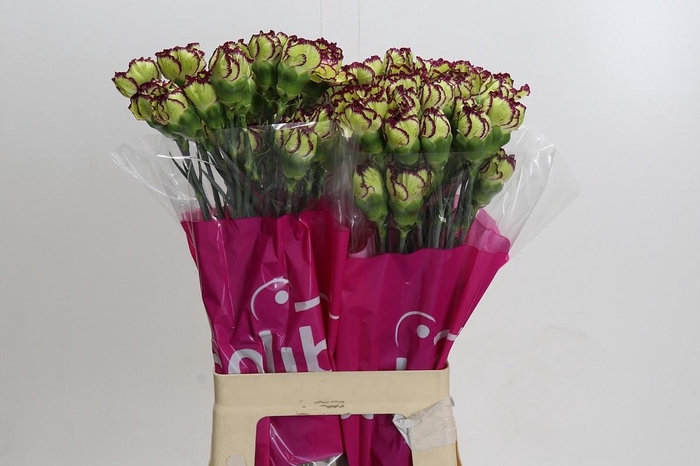 <h4>DIANTHUS ST EXTRAVAGANZA*</h4>