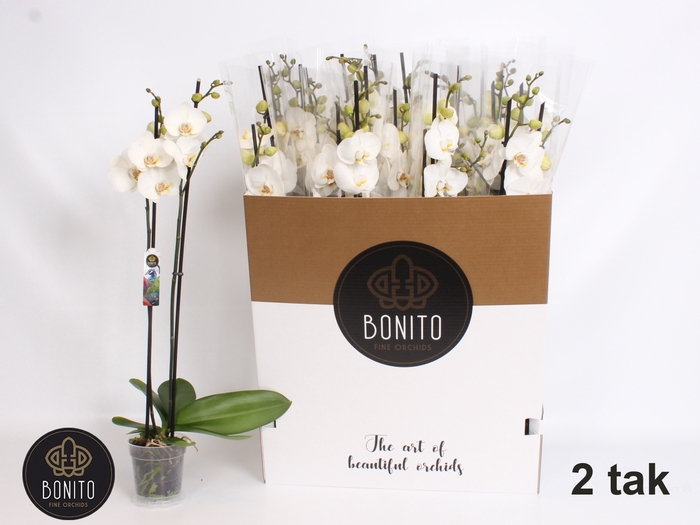 <h4>PHAL SILHOUETTE</h4>