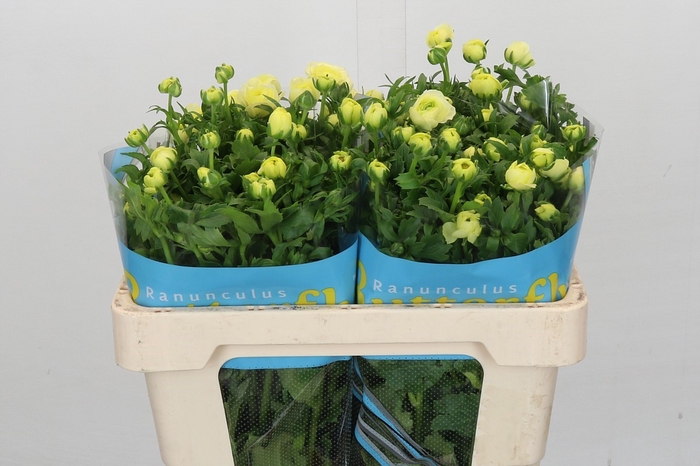 <h4>Ranunculus Butterfly Helios</h4>