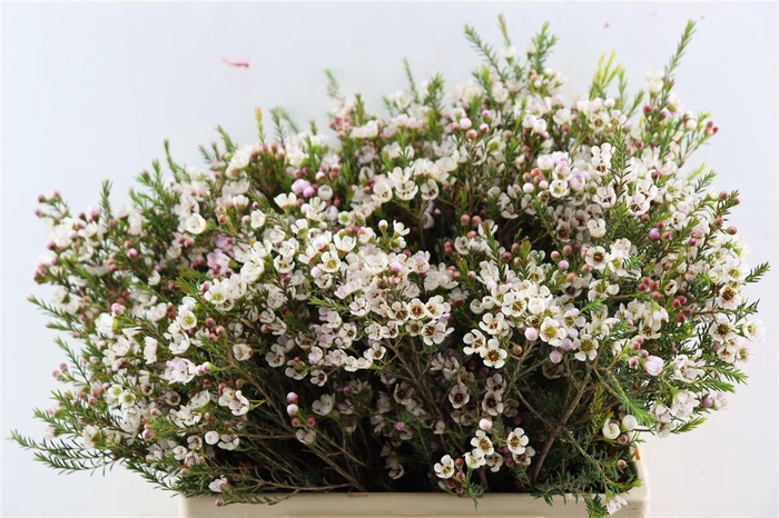 <h4>Chame Mi Liron</h4>