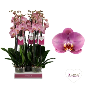 Phal Honey Peach 3 Tak