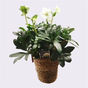 Helleborus 17cm met seagrass mand duurzaam