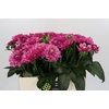 Dahlia Annamarie