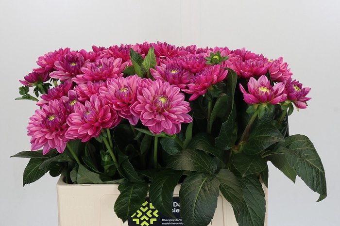 <h4>Dahlia Annamarie</h4>