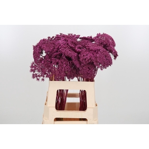 Ammi Zaad Kl Bh Metallic Erika