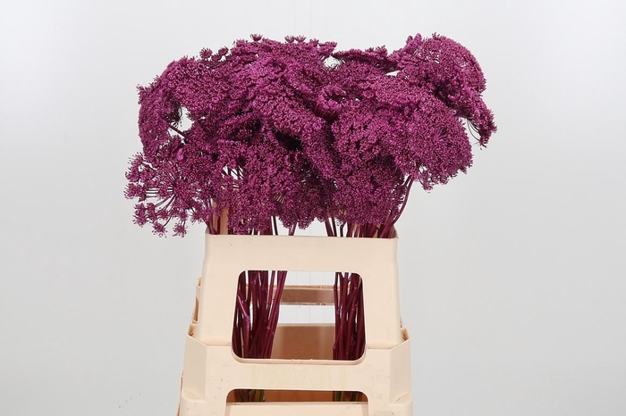 <h4>Ammi Zaad Kl Bh Metallic Erika</h4>