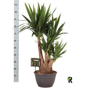 Yucca elephantipes   ...