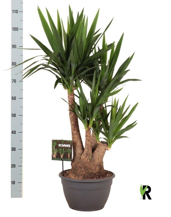 <h4>Yucca elephantipes   ...</h4>