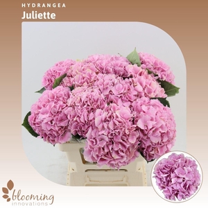 Hydrangea Juliette | Roze