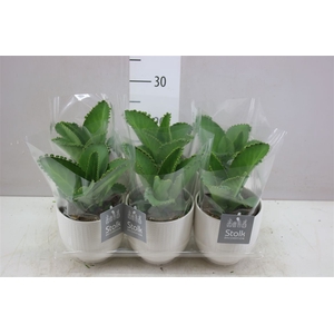Kalanchoe Daigremontiana Liv Keramiek