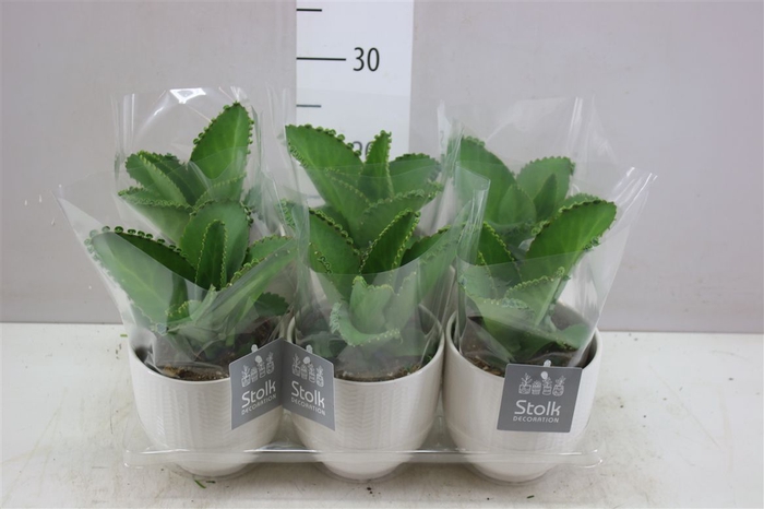 <h4>Kalanchoe Daigremontiana Liv Keramiek</h4>
