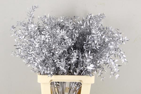 <h4>Df Ruscus 70cm Bs Silver</h4>