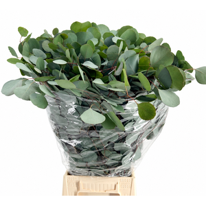 EUC. POPULUS 300 GR