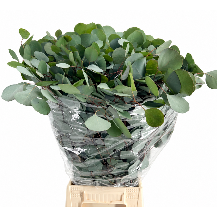 <h4>EUC. POPULUS 300 GR</h4>
