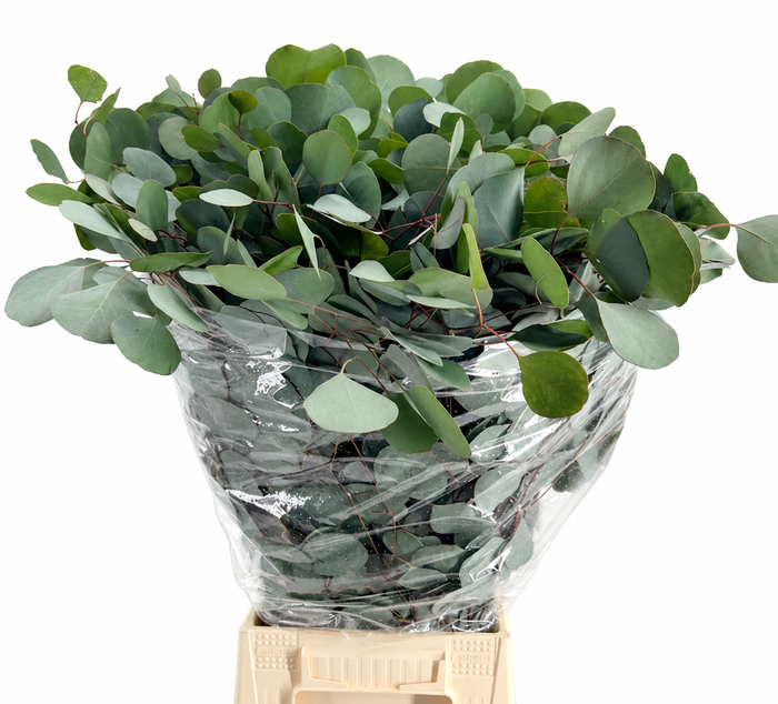 EUC. POPULUS 300 GR