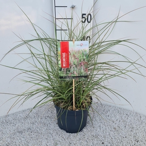 Miscanthus Sin. Silver Cloud P19