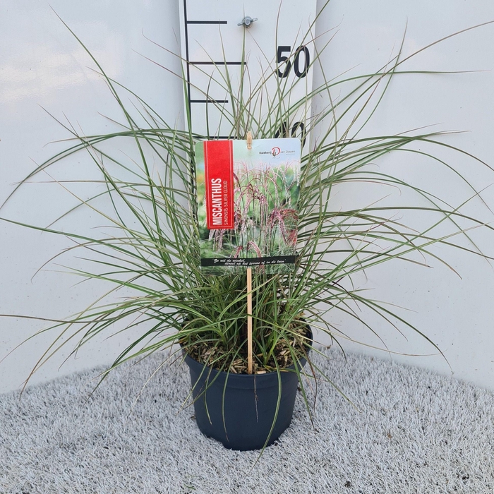 <h4>Miscanthus Sin. Silver Cloud P19</h4>