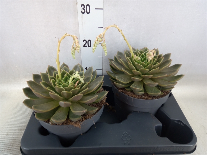 <h4>Echeveria   ...not flowering</h4>