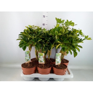 Schefflera arbor. 'Gold Capella'