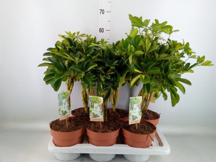 <h4>Schefflera arbor. 'Gold Capella'</h4>