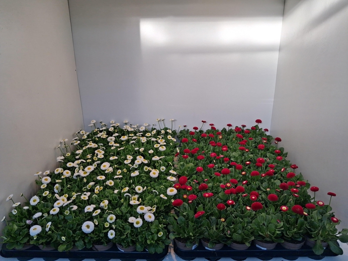 <h4>BELLIS PERENNIS</h4>