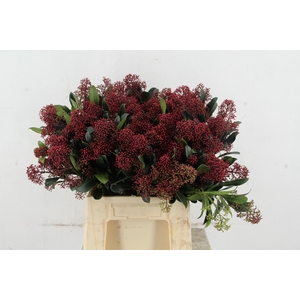 SKIM RUBELLA PER BUNCH 10BL