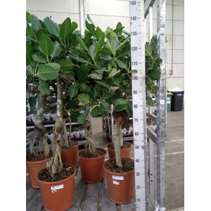 Ficus benghalensis 'Audrey'